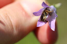 Image of Andrena pandellei Pérez 1895