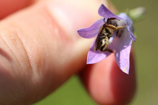 Image of Andrena pandellei Pérez 1895