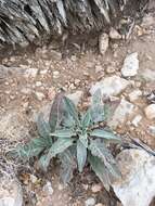 Imagem de Oenothera brachycarpa A. Gray