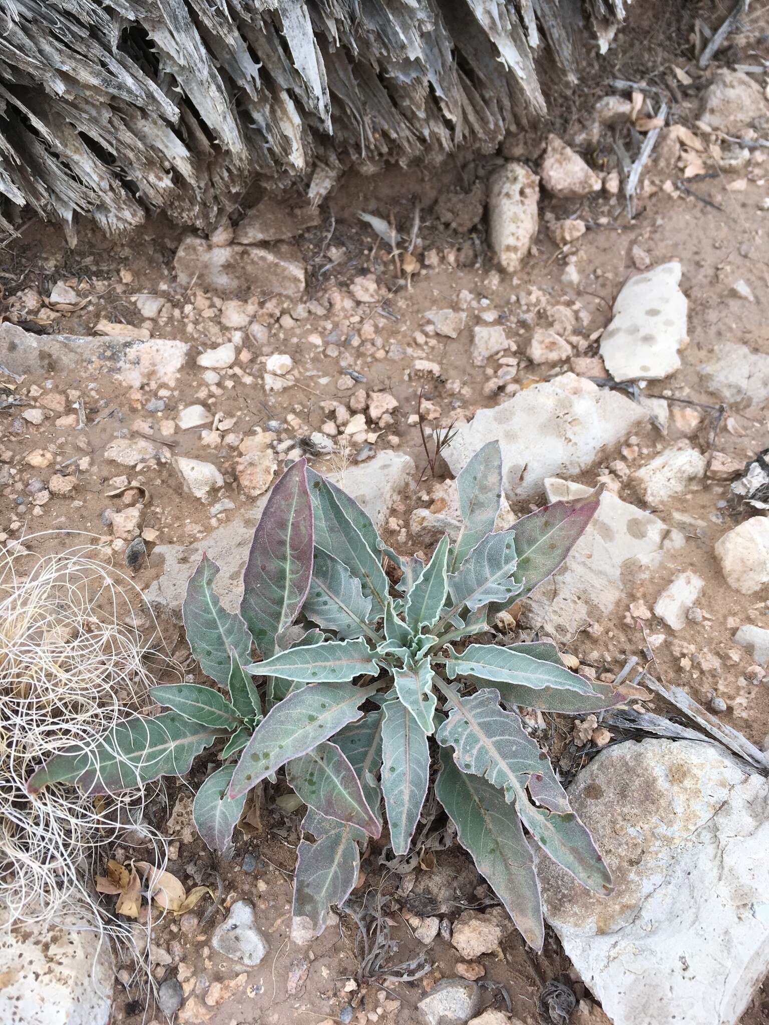 Imagem de Oenothera brachycarpa A. Gray