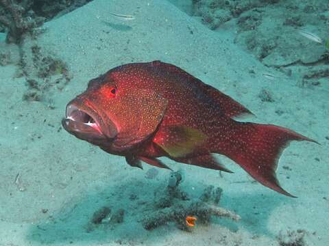 Image of Lunar-tailed Grouper