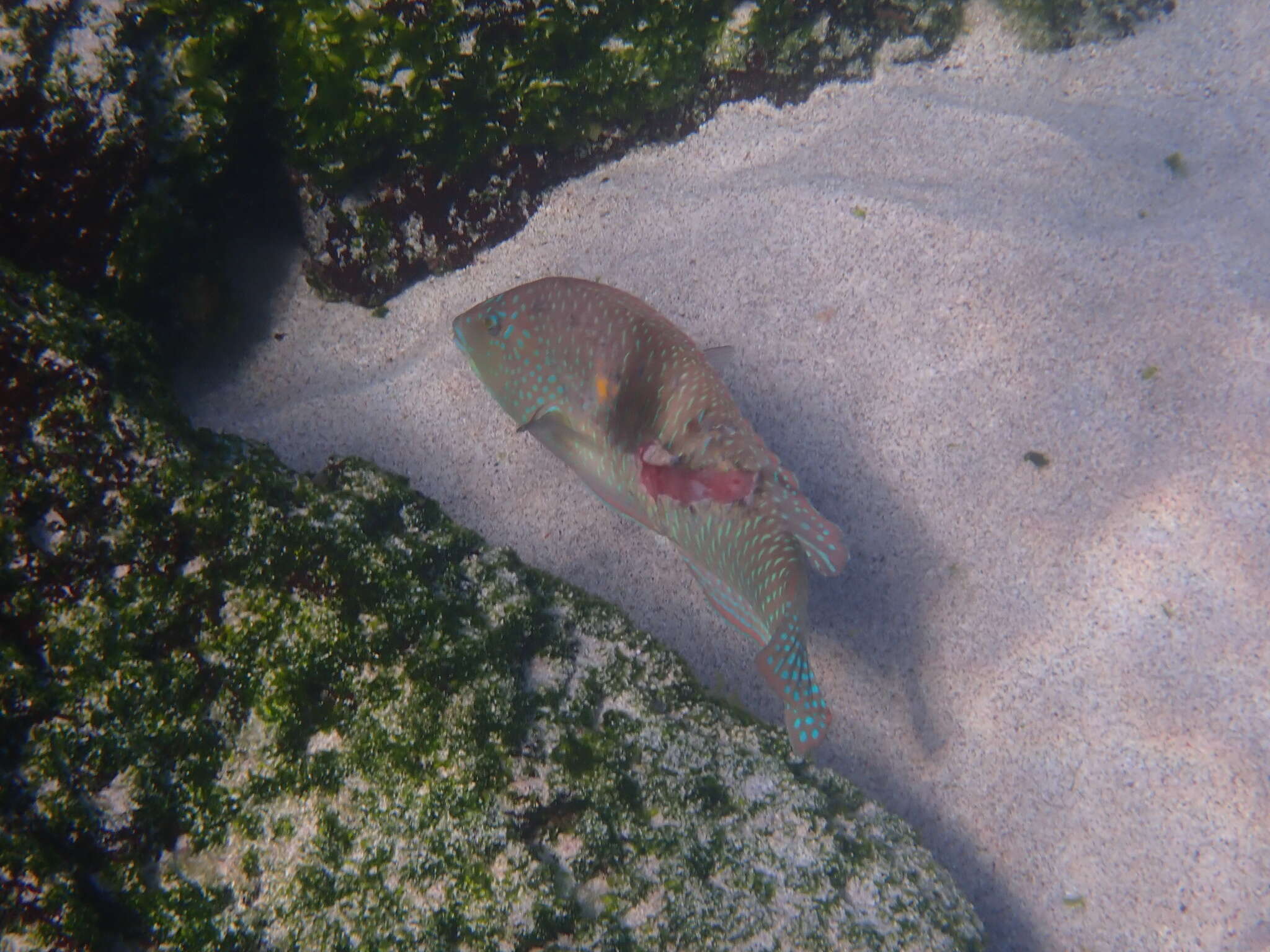 Image of Spinster wrasse