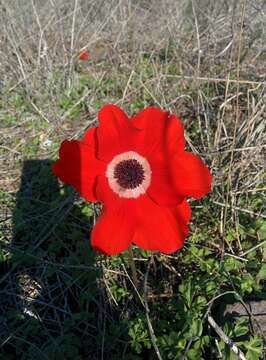 Imagem de Anemone coronaria L.