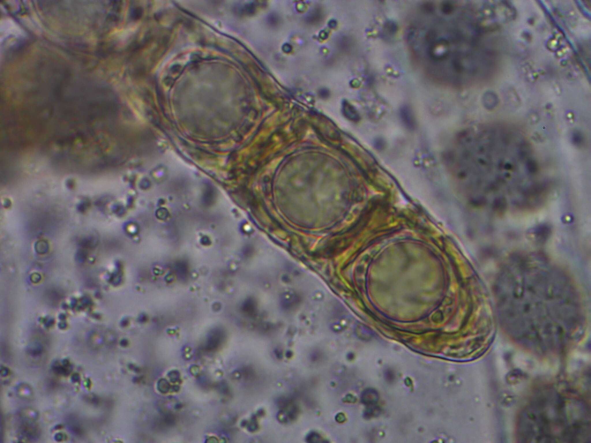 Hydnotrya cubispora (E. A. Bessey & B. E. Thomps.) Gilkey 1939 resmi