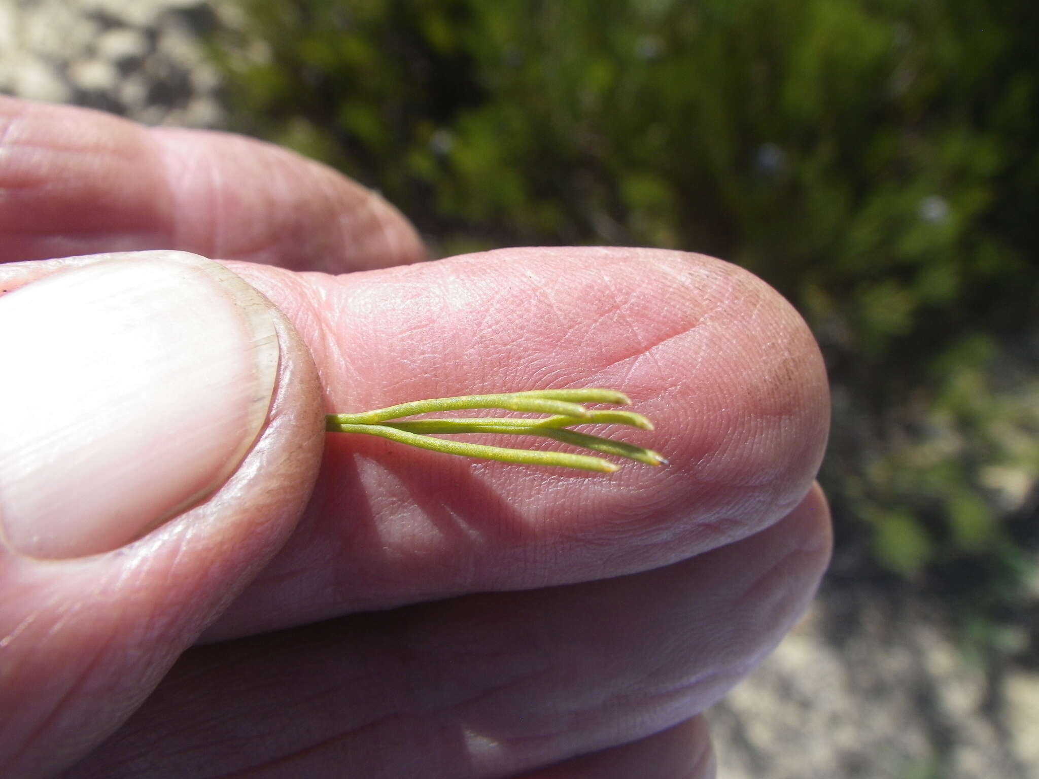 Image of Kraaifontein Spiderhead