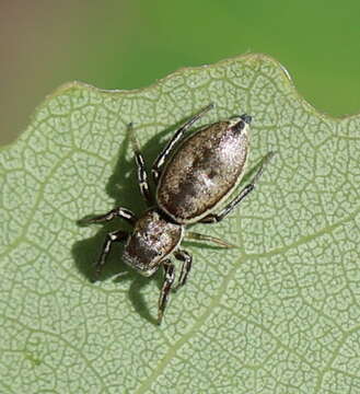 Image of Heliophanus patagiatus Thorell 1875