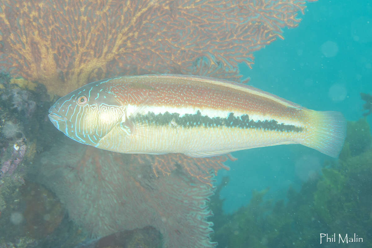 Ophthalmolepis lineolata (Valenciennes 1839) resmi