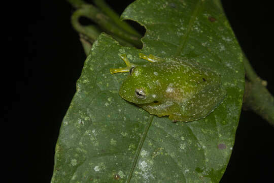 Image of Humboldt's Glass Frog