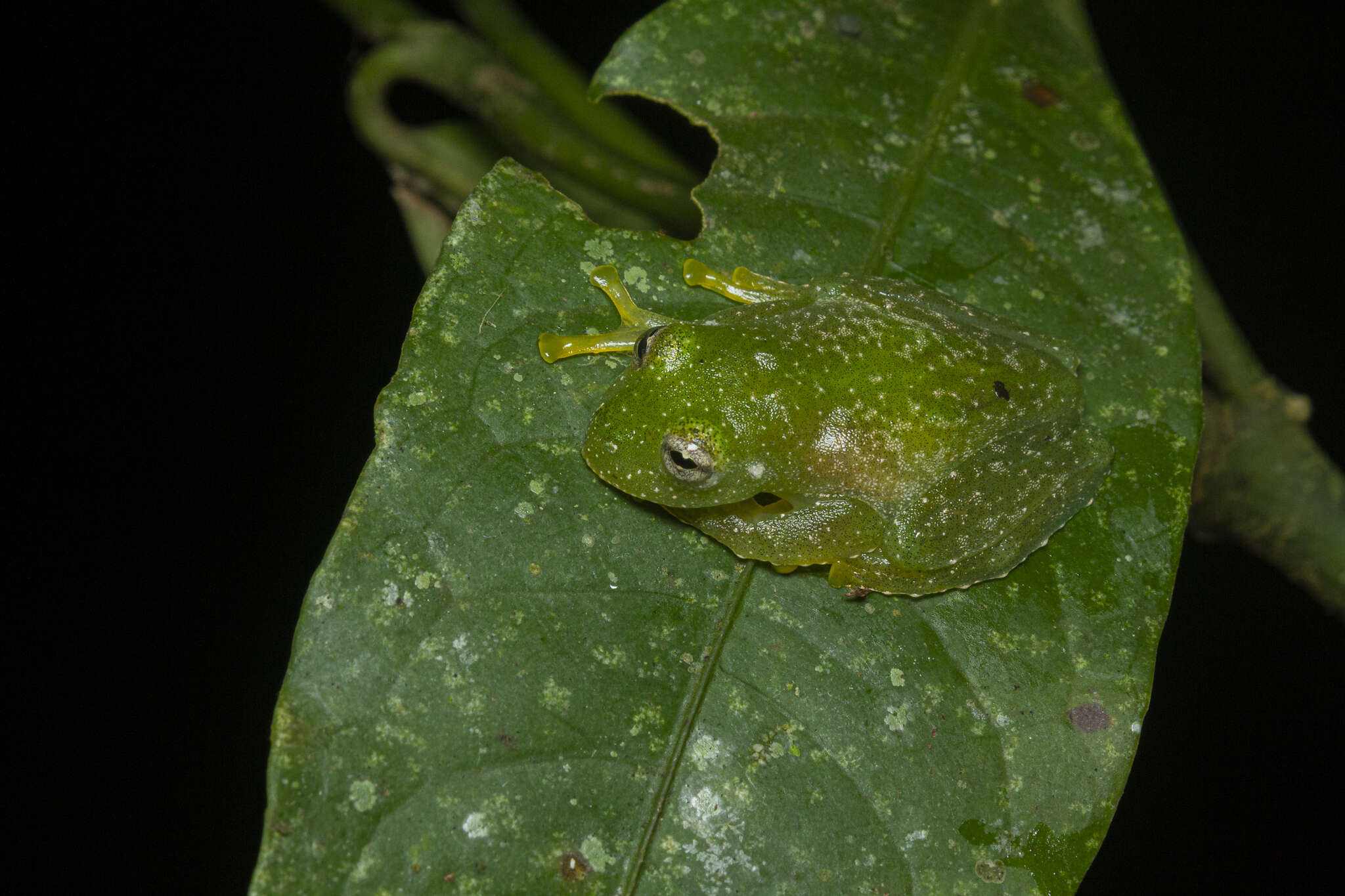 Image of Humboldt's Glass Frog