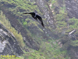 Imagem de Corvus macrorhynchos colonorum Swinhoe 1864