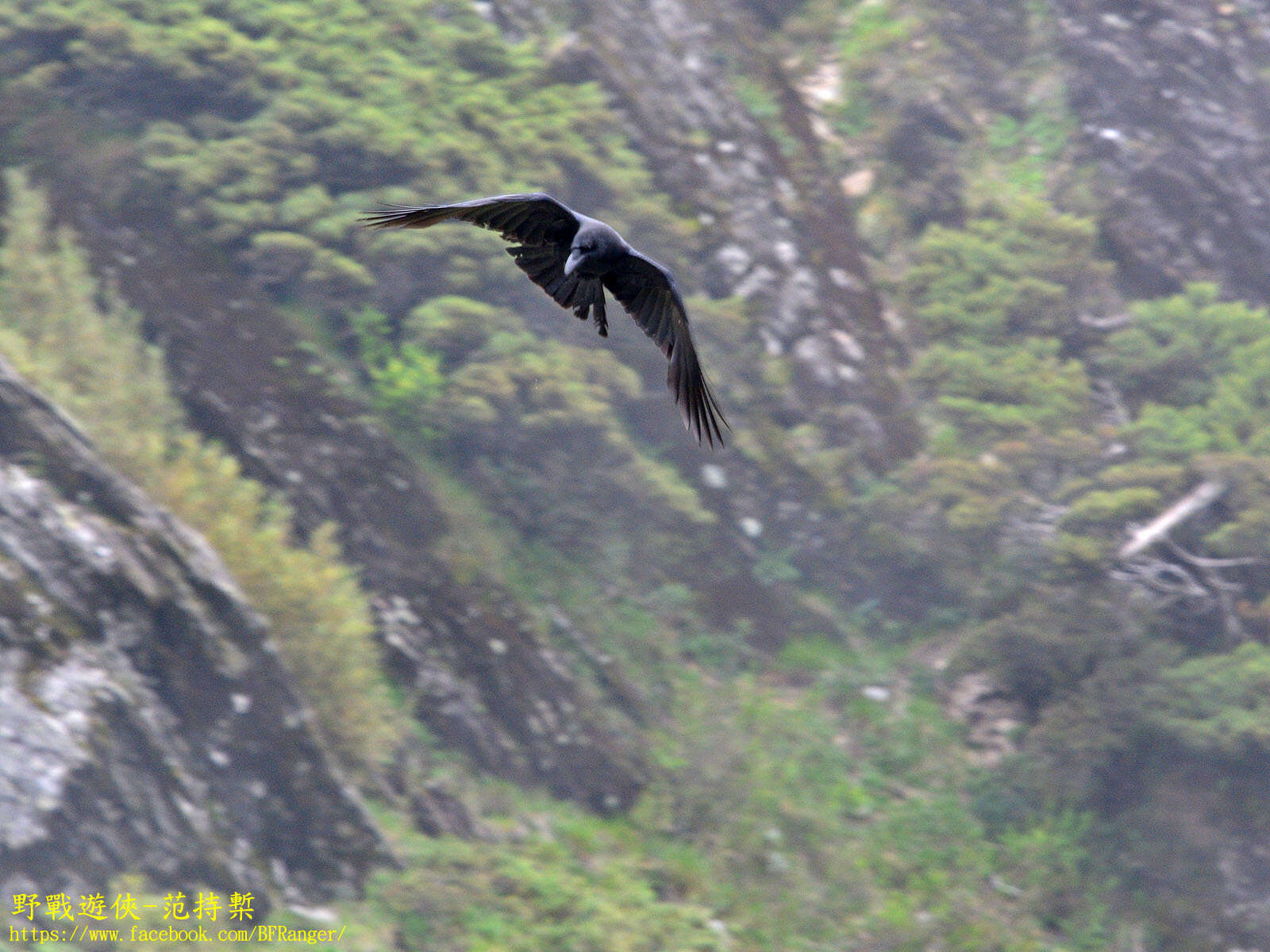 Imagem de Corvus macrorhynchos colonorum Swinhoe 1864