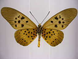 Image of Acraea rogersi Hewitson 1873