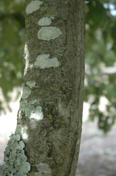 Image de Quercus ilicifolia Wangenh.