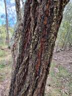 Image of northern gray ironbark