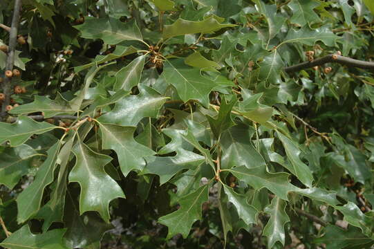 Image of Bear Oak