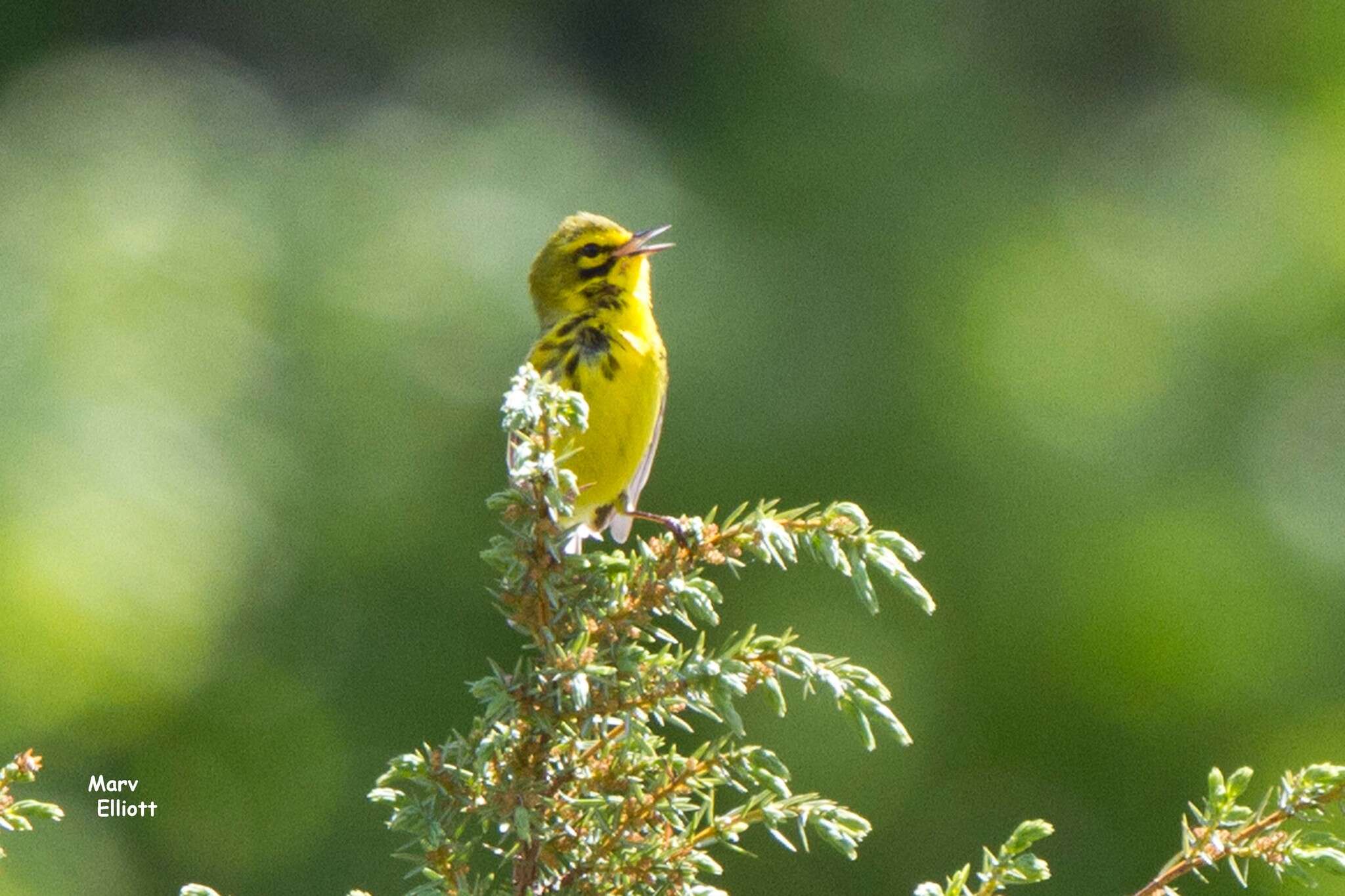 Image of Prairie Warbler