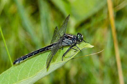 Image of Hylogomphus adelphus (Selys 1858)