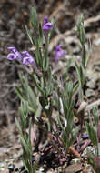 Image of Gray-Leaf Skullcap