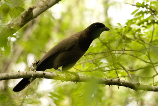 Image of Purplish Jay