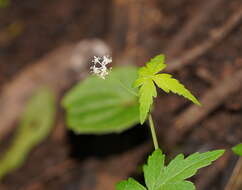 Image of Hydrocotyle geraniifolia F. Müll.