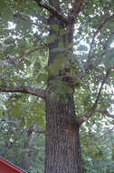 Image of Black Oak