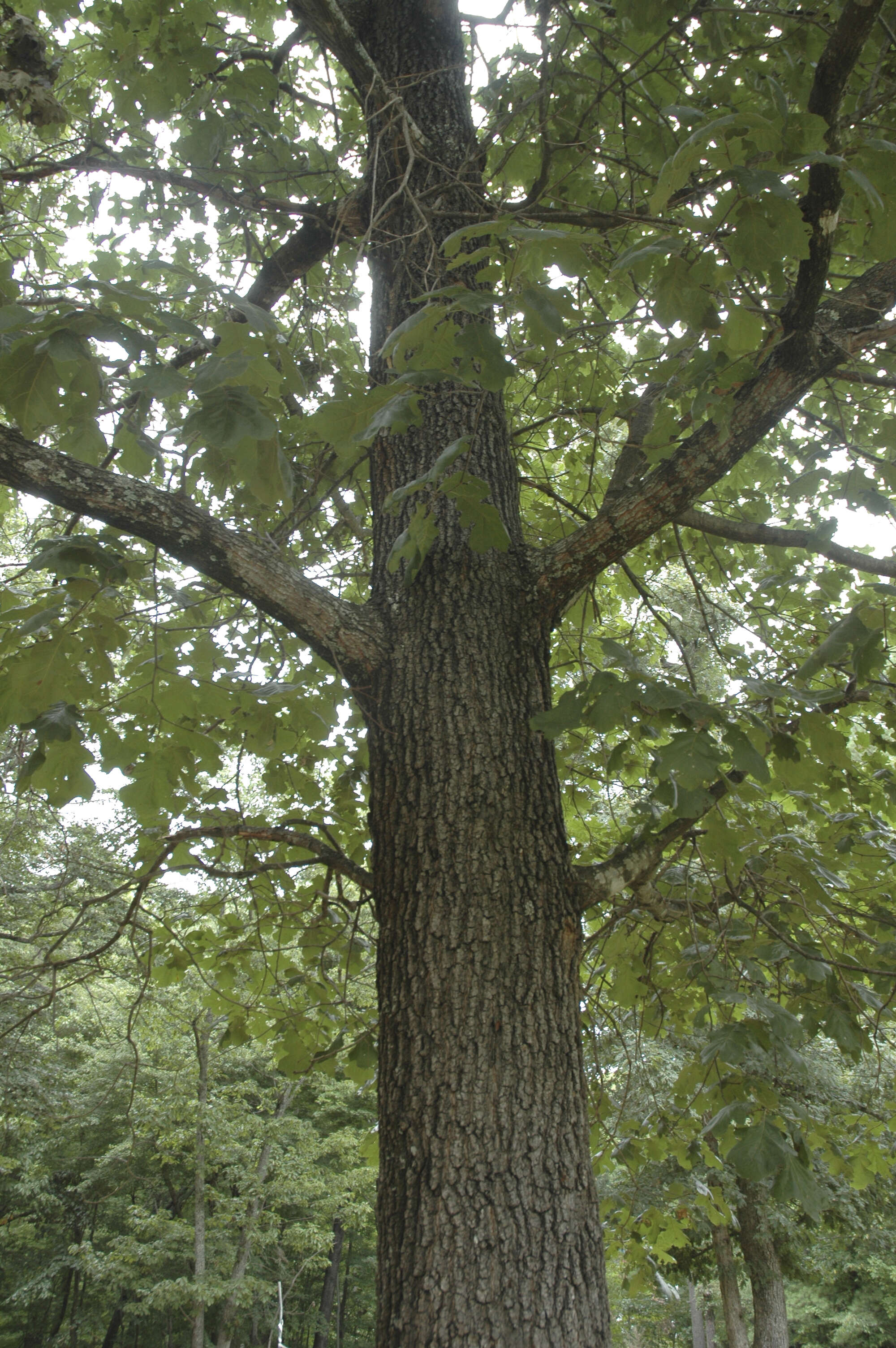 Image of Black Oak
