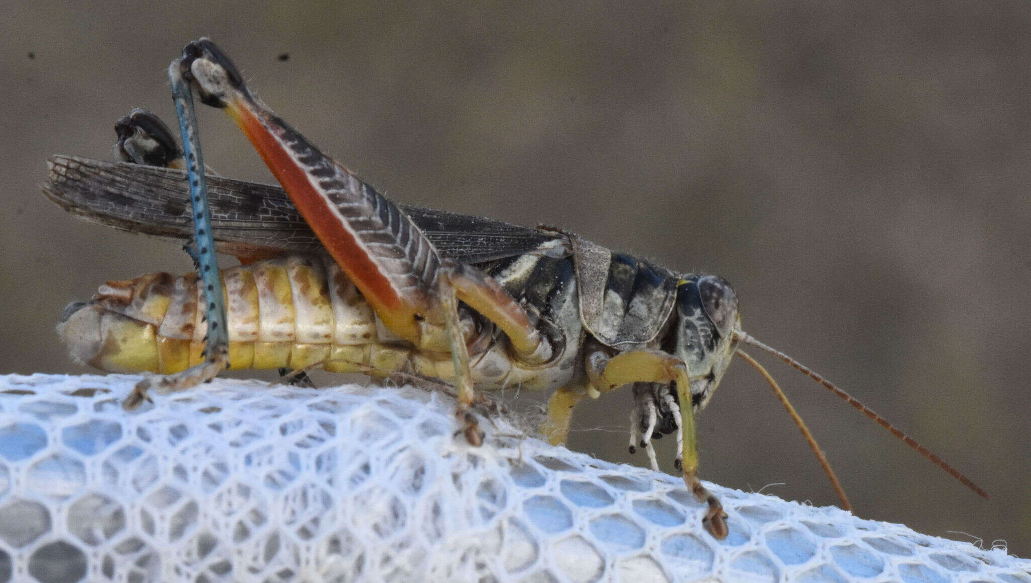 Слика од Melanoplus bispinosus Scudder & S. H. 1897