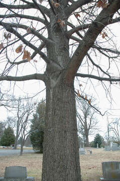 Image of Black Oak