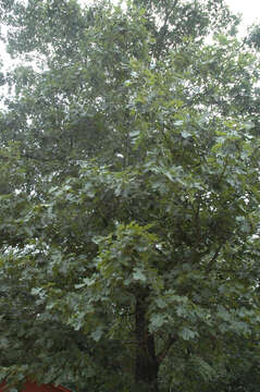 Image of Black Oak