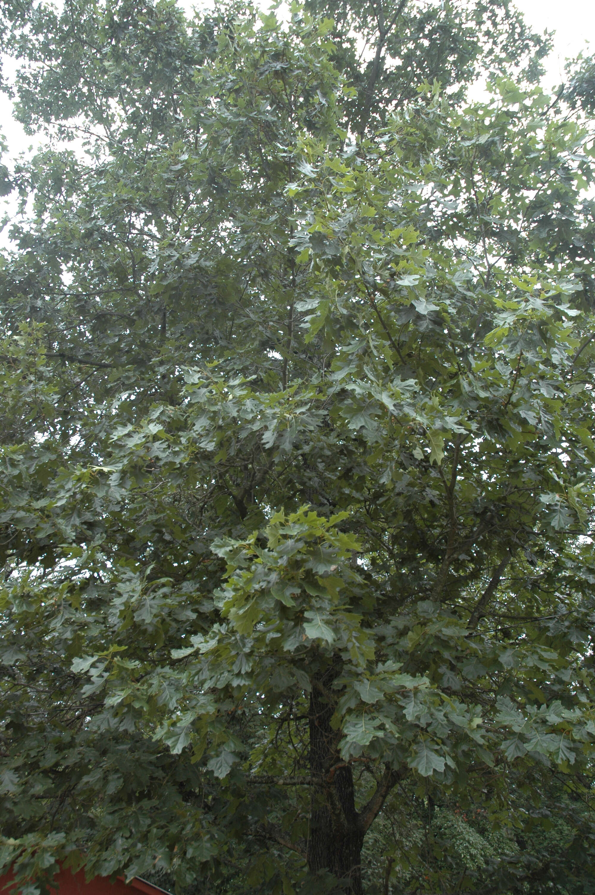 Слика од Quercus velutina Lam.
