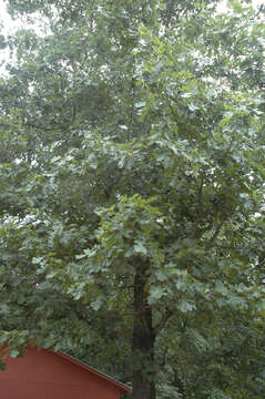 Image of Black Oak