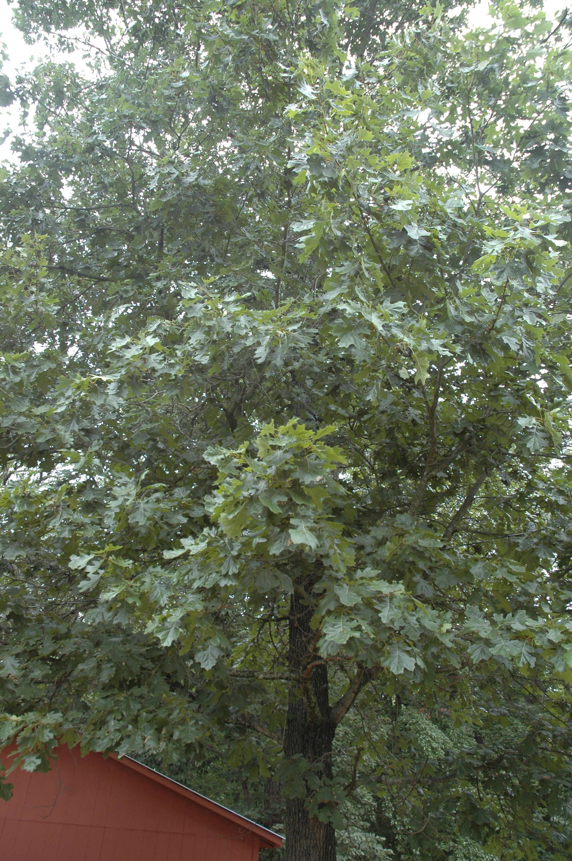 Image de Quercus velutina Lam.