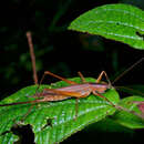 Imagem de Scytoceroides ceylonensis Henry & G. M. 1932