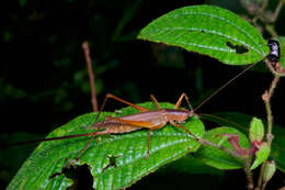 Imagem de Scytoceroides ceylonensis Henry & G. M. 1932