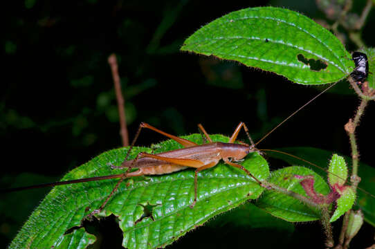 Imagem de Scytoceroides