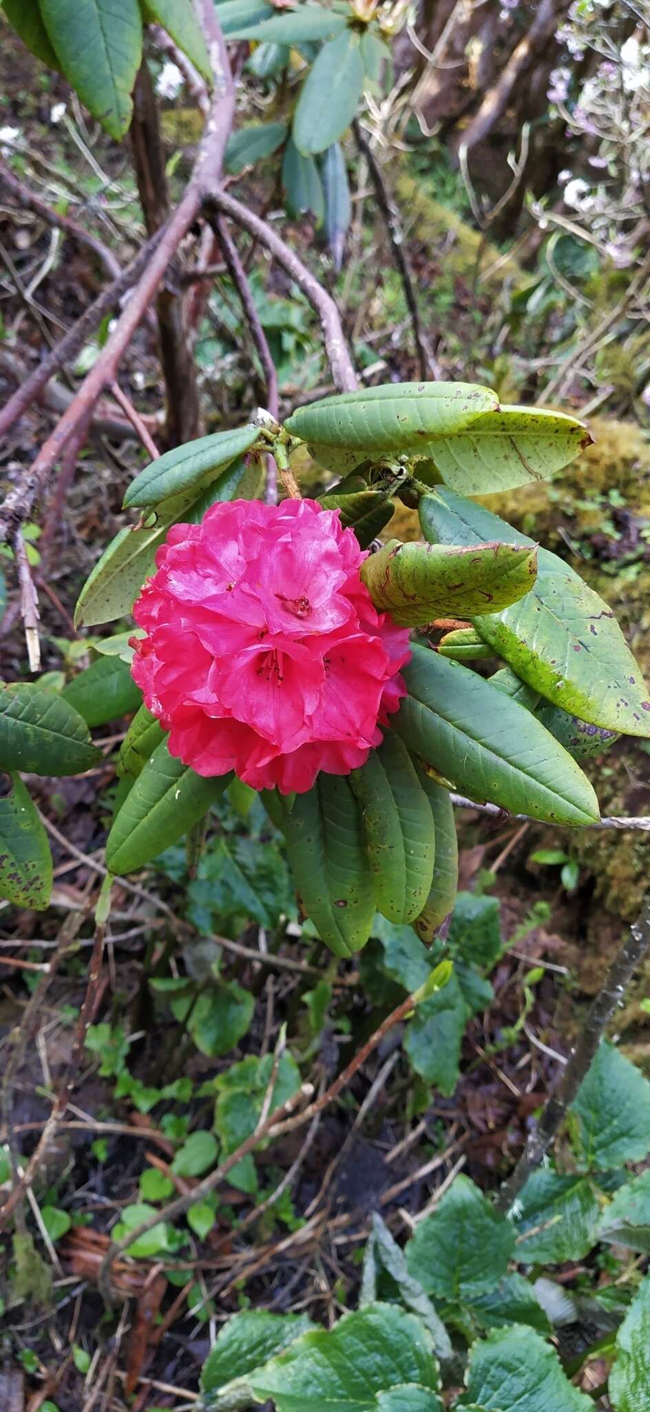 Image of Rhododendron barbatum Wall. ex G. Don