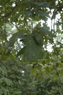 Image de Quercus velutina Lam.