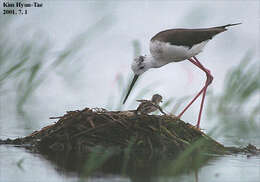 Image of Black-winged Stilt