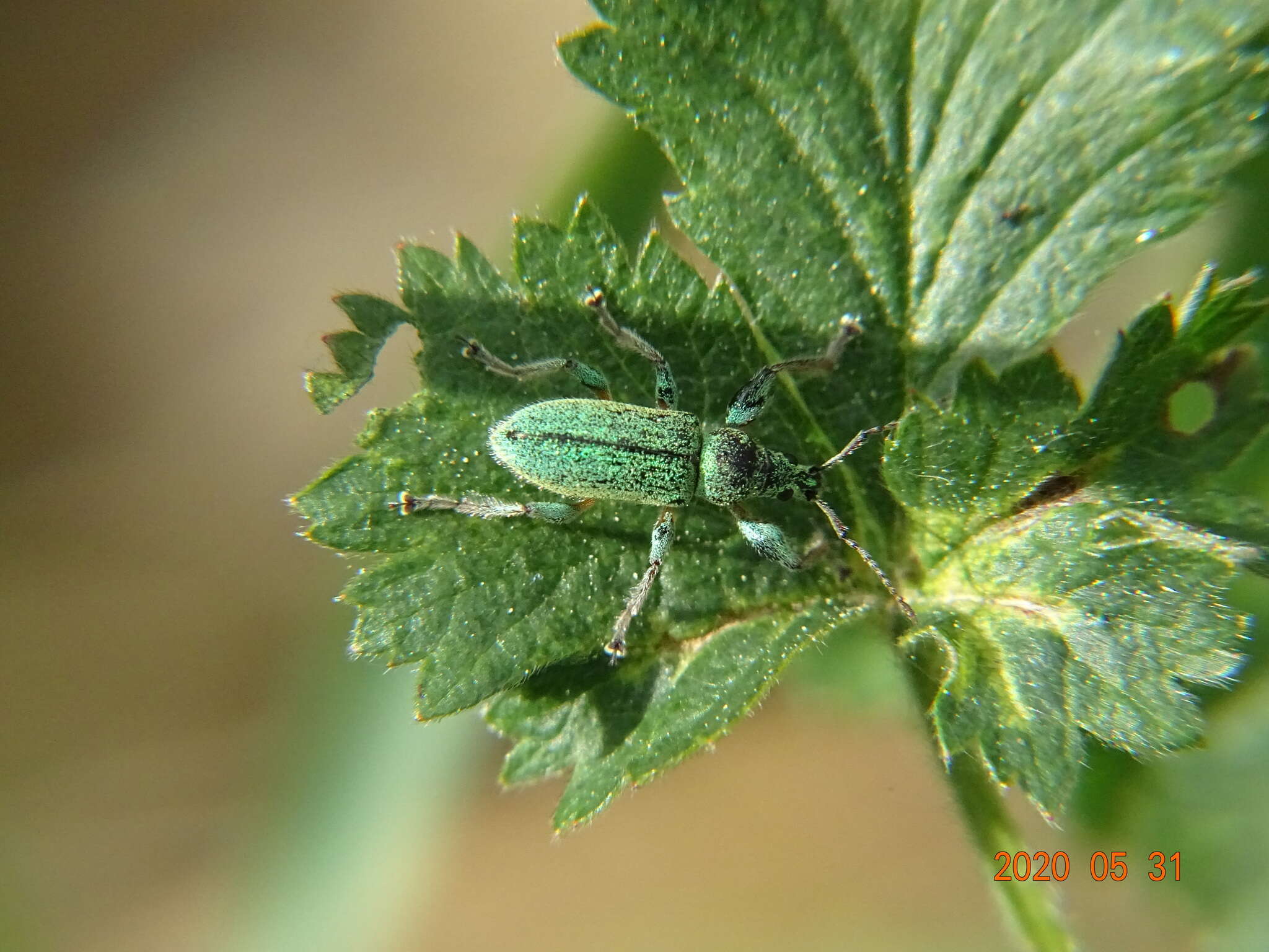 Plancia ëd Phyllobius (Phyllobius) arborator (Herbst 1797)