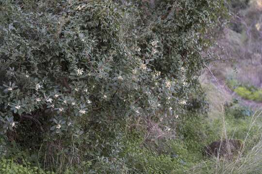 Image of Arbutus andrachnoides Link