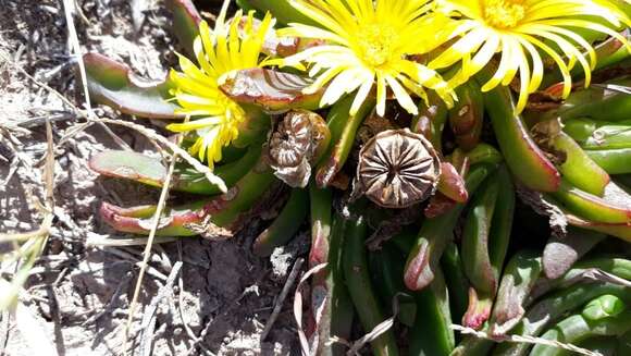 Image of Glottiphyllum grandiflorum (Haw.) N. E. Br.