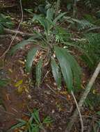 Image of Cordyline cannifolia R. Br.