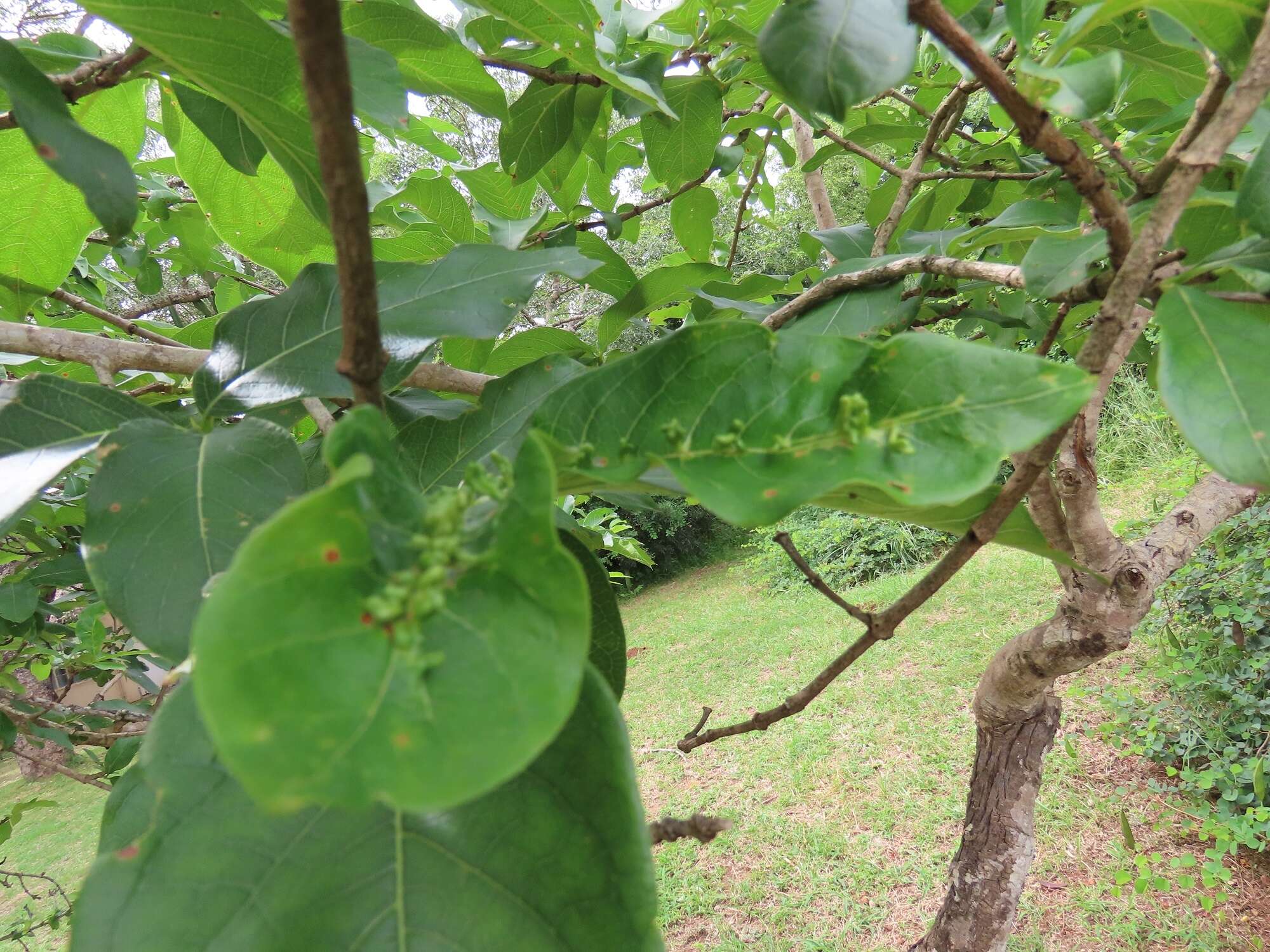 Sivun Vangueria madagascariensis J. F. Gmel. kuva