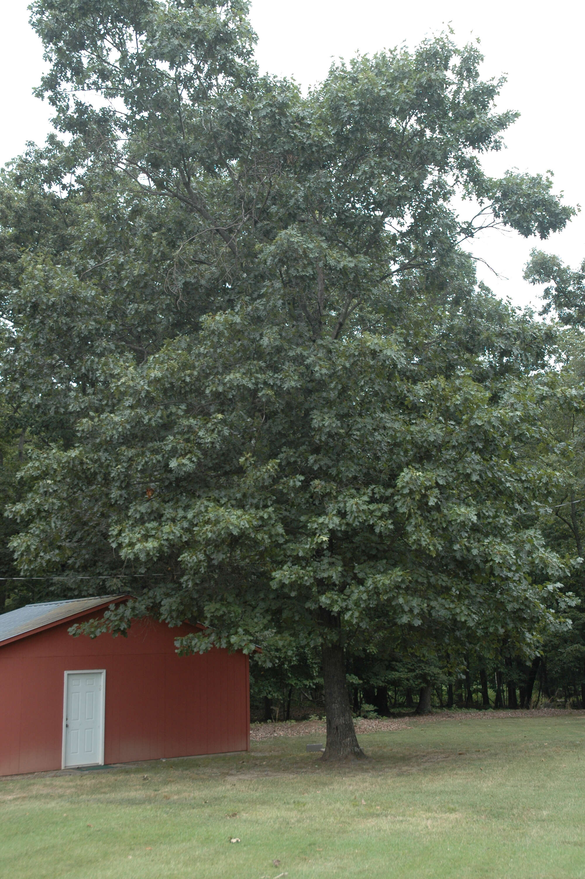 Слика од Quercus velutina Lam.