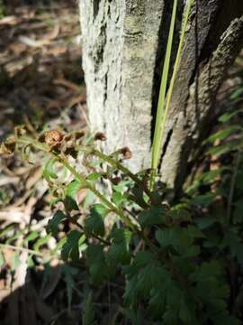 Imagem de Asplenium praemorsum Sw.