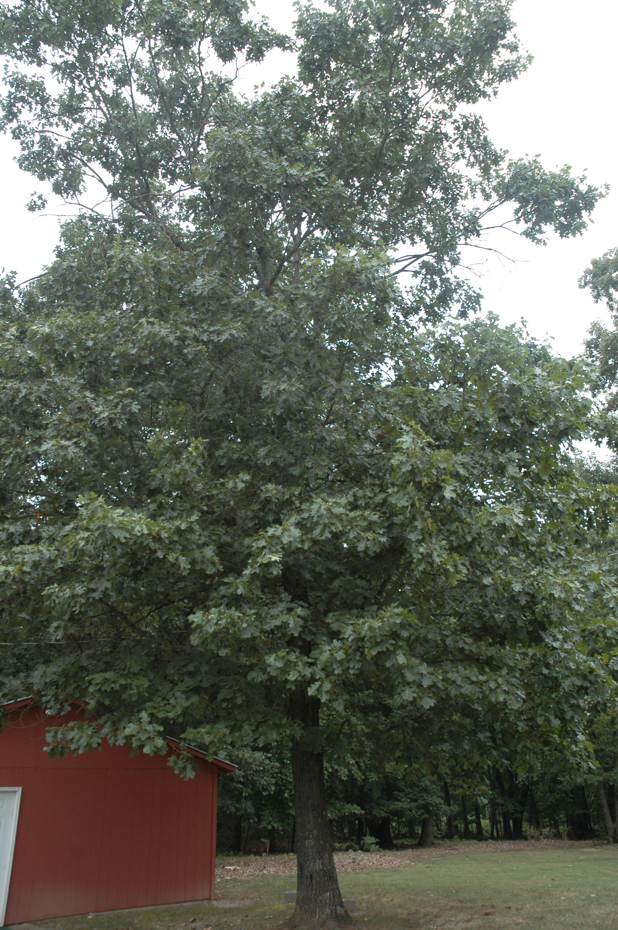 Image de Quercus velutina Lam.