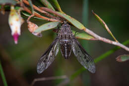 Image of Aleucosia maculosa (Newman 1841)