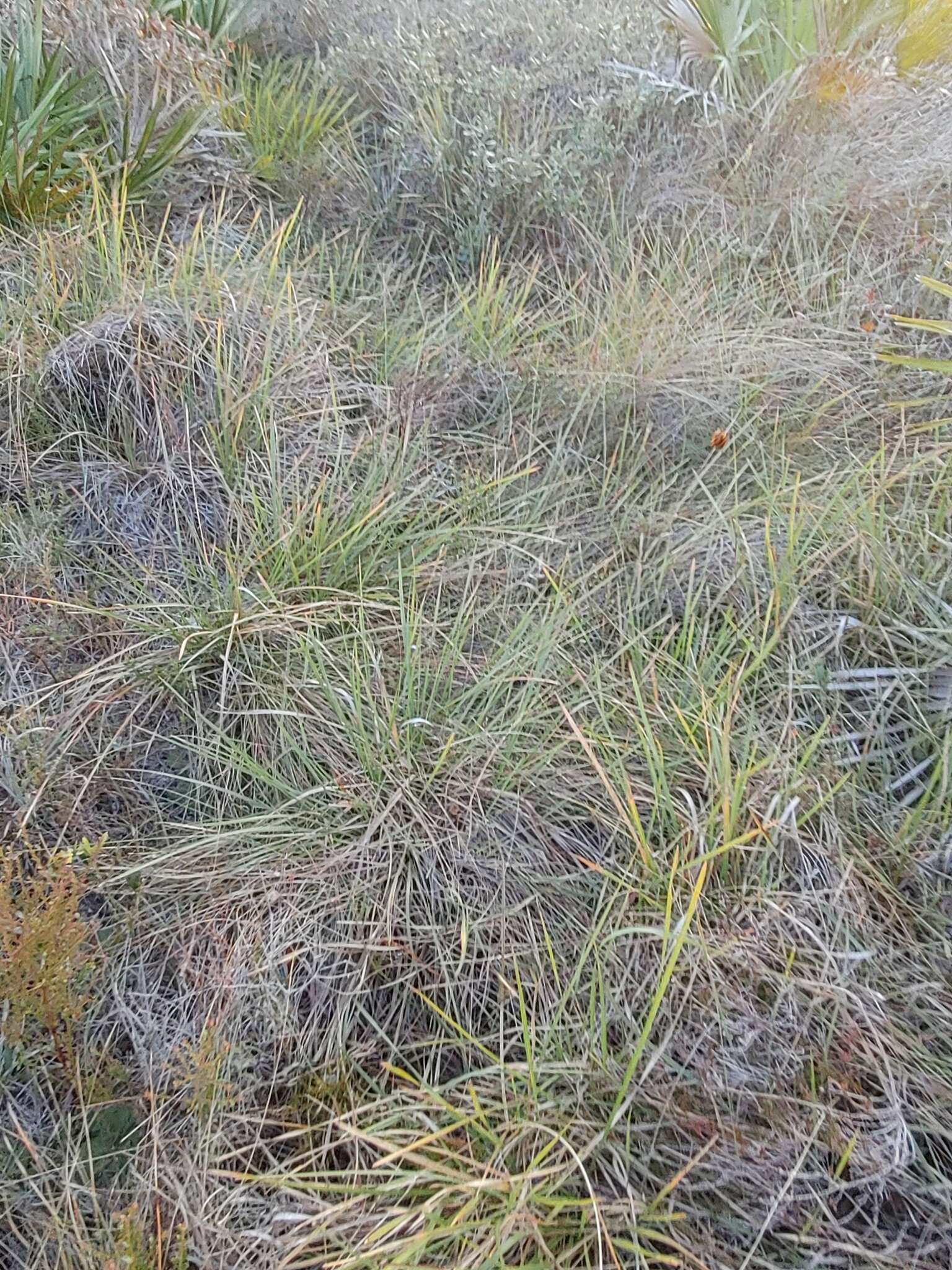 Image of Florida Dropseed