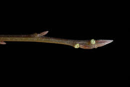 Image de Quercus velutina Lam.