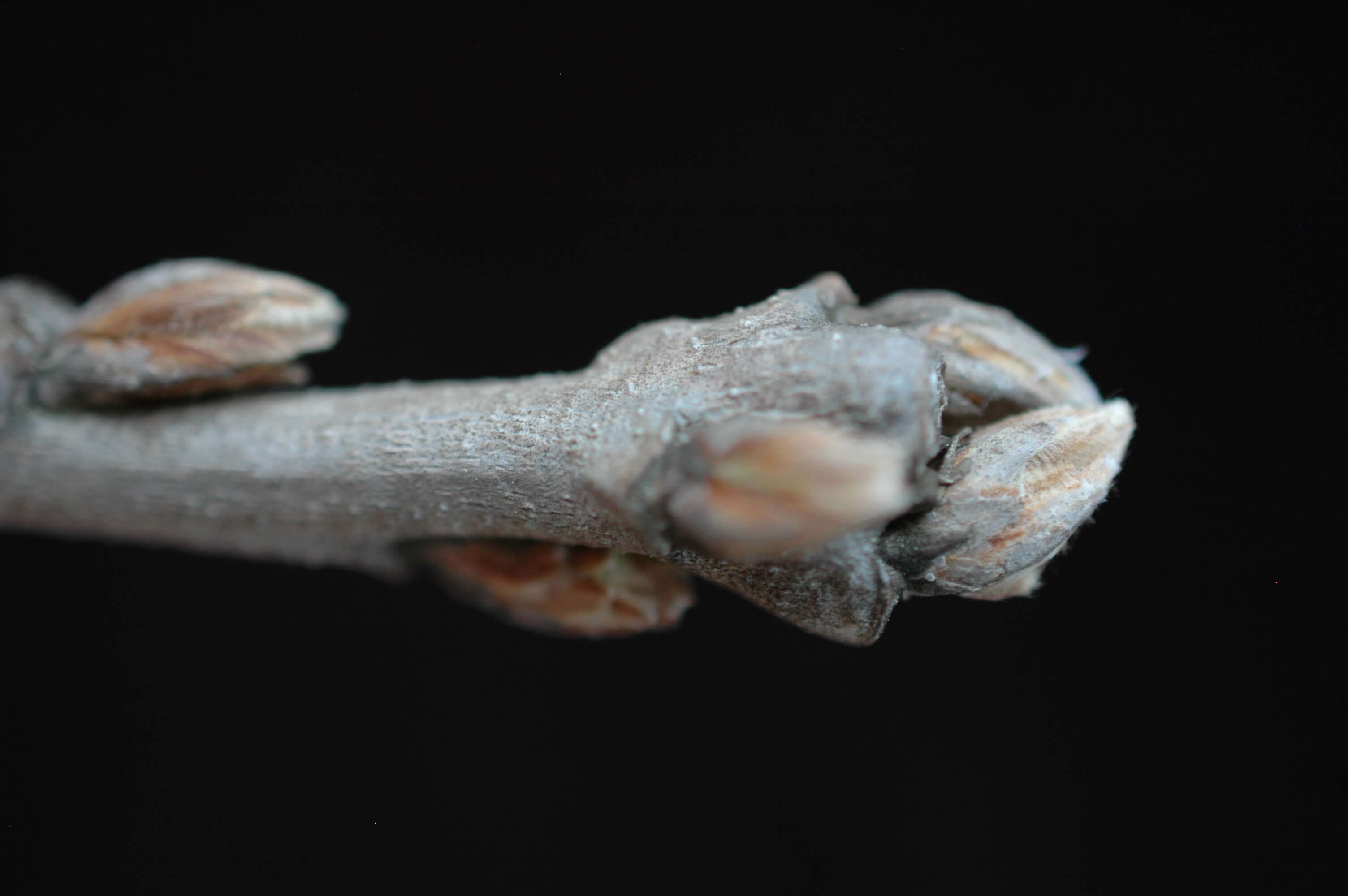 Image of Bur Oak